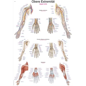 Plakat anatomisk "Upper Limb" 50x70cm