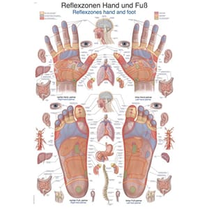 Plakat anatomisk "Refleks soner" 70x100cm