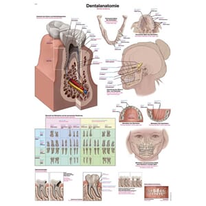 Plakat anatomisk "Dental anatomi" 70x100cm