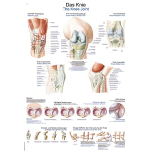 Plakat anatomisk "The knee" 50x70cm