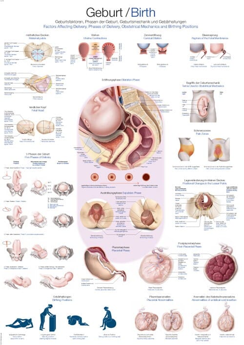 modul barriere rutine Plakat anatomisk Fødsel 70x100 cm al119 - Gymo AS