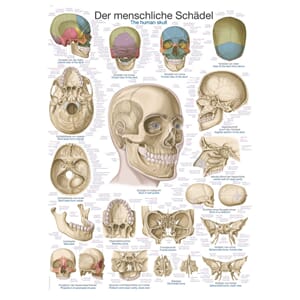 Plakat anatomisk "Hodeskalle" 70x100cm