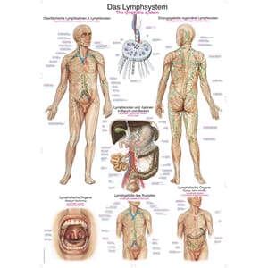Plakat anatomisk "The lumphatic system" 70x100cm