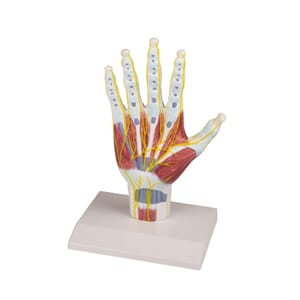 Hånd anatomi struktur modell