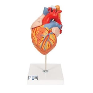 Hjerte i 5 deler m/ øsofagus og trachea, 2:1