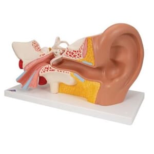 Øremodell i fire deler 3:1 størrelse m/ bordstøtte