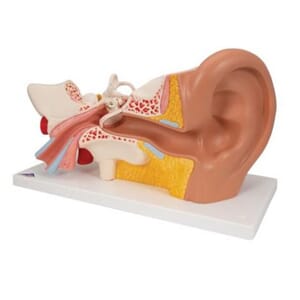 Øremodell i fire deler 3:1 størrelse m/ bordstøtte