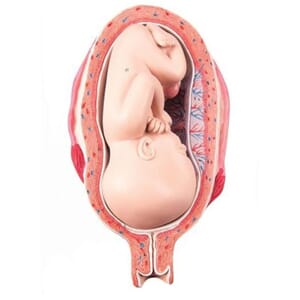 7 mnd. fetus modell