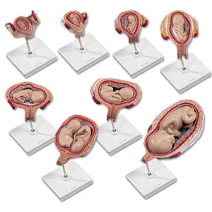 Graviditet komplett modell sett 8 deler