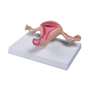 Uterus model