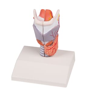 Larynx modell , 2 delt