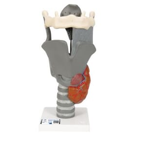 Larynx, bordmodell
