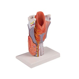 Larynx, bordmodell x2, 5 deler
