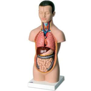 Torso mini unisex anatomisk modell 12 deler