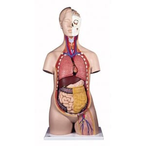 Torso unisex anatomisk modell 12 deler