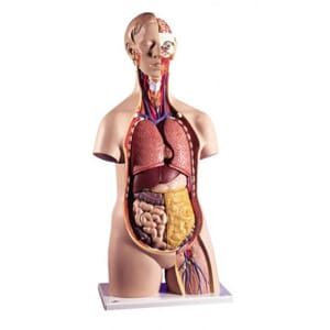 Torso unisex anatomisk modell 14 deler