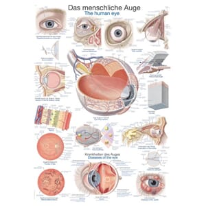 Plakat anatomisk "Øye" 70x100cm