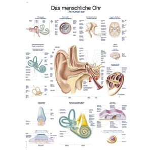 Plakat anatomisk "Øre" 70x100cm