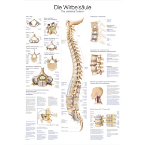 Plakat anatomisk "The vertebral column" 50x70cm
