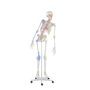 Skjelett "Max" m/ bevegelig rygg, muskel og ligament. 3016