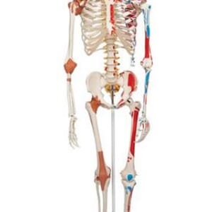 Skjelett "Sam" m/ muskelfester og leddbånd (på hjul)