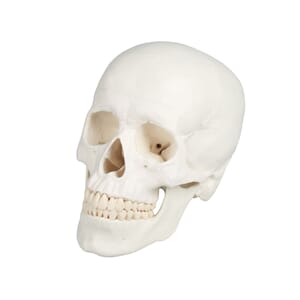 Hodeskalle i 3 deler. Calvarium, basis og mandibula, 4500