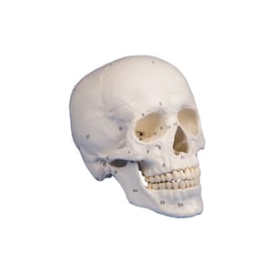 Hodeskalle m/ nummerering, 3 deler