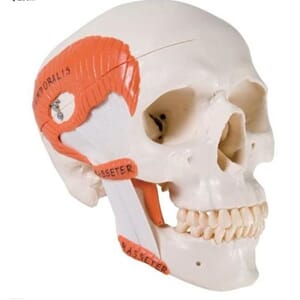 Anatomisk hodeskalle, 2 deler