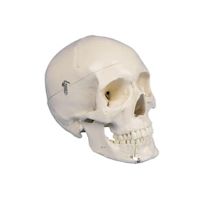 Hodeskalle Dental, 4 deler