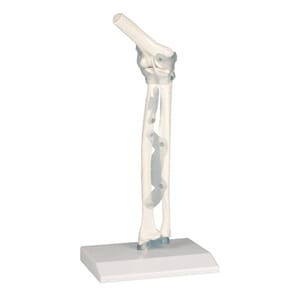Albue m/ ligament og stativ, 4556