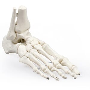 Skjelettmodell av foten med tibia / fibula innsetting