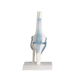 Kne m/ ligament og stativ, 4552