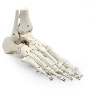 Skjelett av fot m/tibia og fibula, 6057
