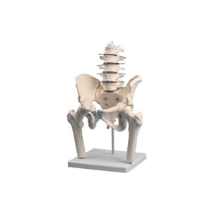 Spinal og bekkenparti m/ hofteben, 4045