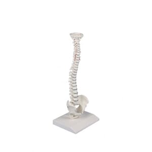 Mini ryggsøyle mini m/ bekken og stativ, 4001