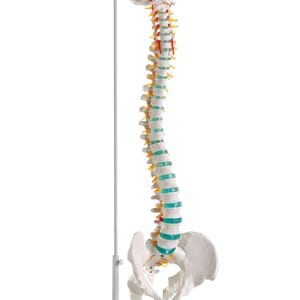 Fleksibel ryggrad A250