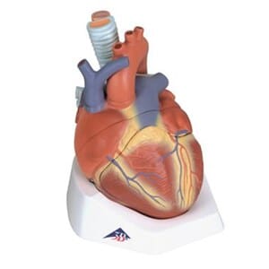 Anatomiske modeller