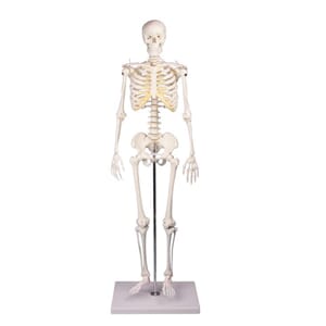 Skjelettmodell TOM mini m/ stativ, 80cm