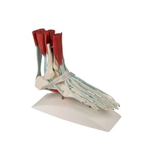 Fot m/ ligamenter, 6052