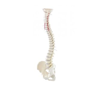 Ryggrad m/ bevegelig bekken, 4006