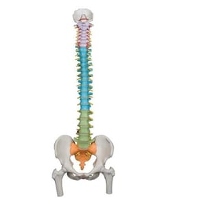 Fleksibel ryggrad m/hoftekuler, fargekodet