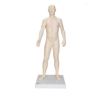 Akupunktur modell, mann. 70cm