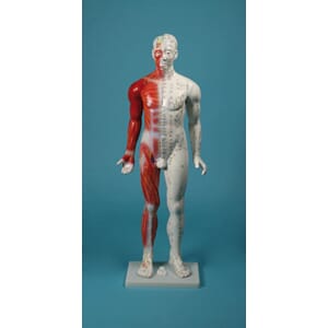 Akupunktur modell, mann. 80cm