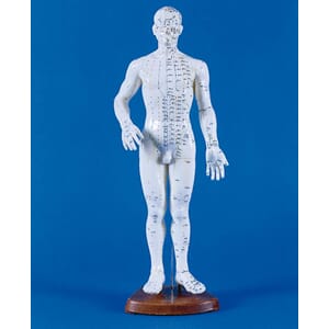 Akupunktur modell, mann. 50cm