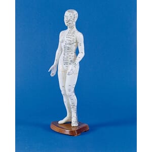 Akupunktur modell, kvinne. 50cm