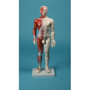 Akupunktur modell, mann. 60cm