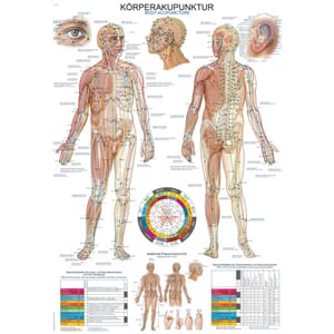 Plakat anatomisk "Akupunktur" 70x100 cm