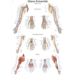 Plakat anatomisk "Upper Limb" 70x100cm
