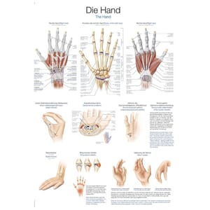 Plakat anatomisk "Hånd" 70x100cm