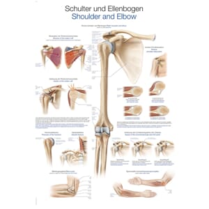 Plakat anatomisk "Shoulder and elbow" 70x100cm